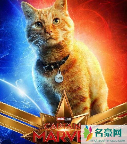 宠爱中的猫叫什么