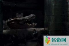 巨鳄风暴鳄鱼是真的吗 电影中有多少条鳄鱼