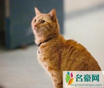 惊奇队长猫咪介绍 原来这只橘猫来历这么大