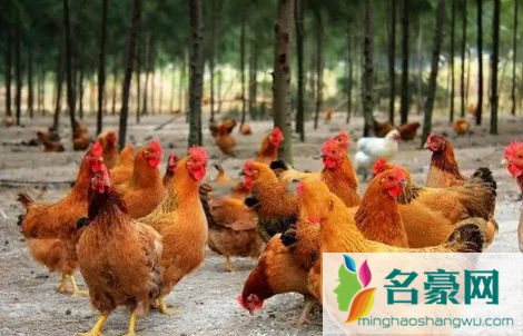 鸡得了禽霍乱有哪些症状呢1