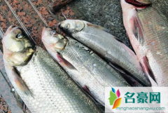 翘嘴鱼多少钱一斤市场价2022 翘嘴鱼是淡水还是海水