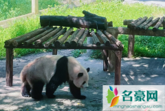 重庆动物园里面有熊猫吗 重庆动物园熊猫值得看吗
