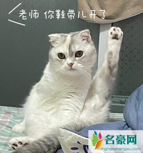 老师你鞋带开了什么梗6