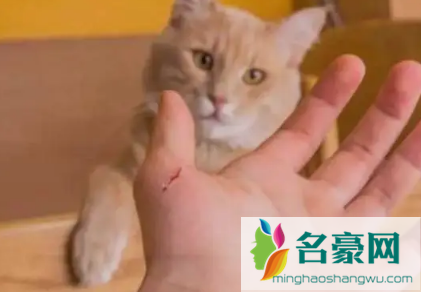 被猫抓了一下轻微破皮要打针吗2