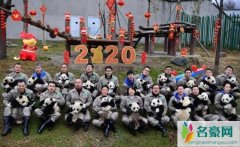 20只熊猫宝宝集体拜年 完整视频曝光现场十分闹腾简
