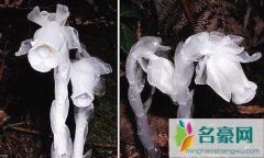 四川发现冥界之花是什么花 水晶兰为什么叫冥界之