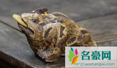 进门放金蟾蜍好不好3
