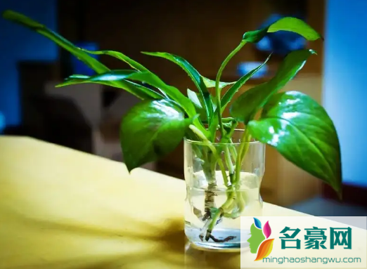 绿萝浇酱油水是生抽还是老抽好1