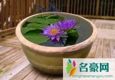 庭院水缸能种铜钱草吗2