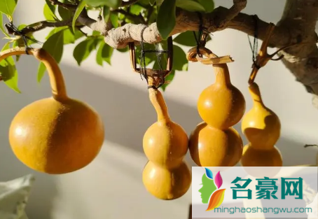 小葫芦可以送人吗3