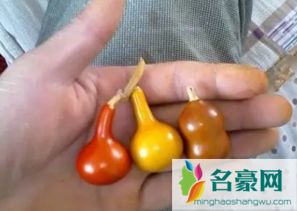 小葫芦可以送人吗2