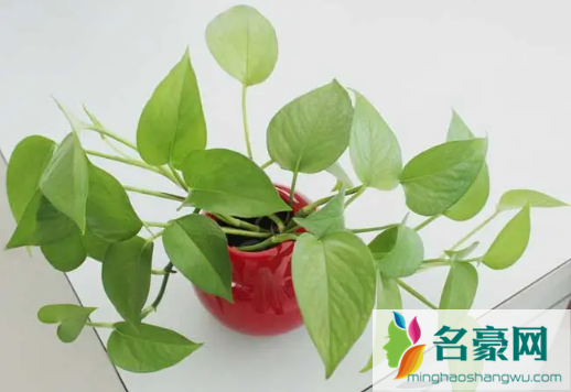 绿萝是喜阴还是喜阳植物3