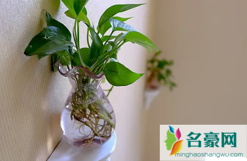 绿萝是喜阴还是喜阳植物2