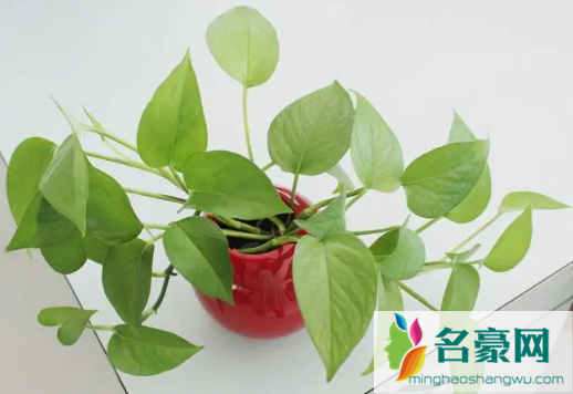 绿萝可以泡在水里养吗2