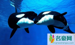 虎鲸为什么对人类友好最科学最权威解释 人一般掉