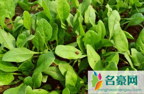小雪节气能种菠菜吗3
