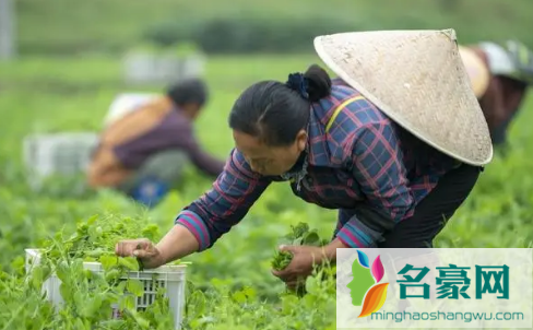 小雪节气能种菠菜吗2