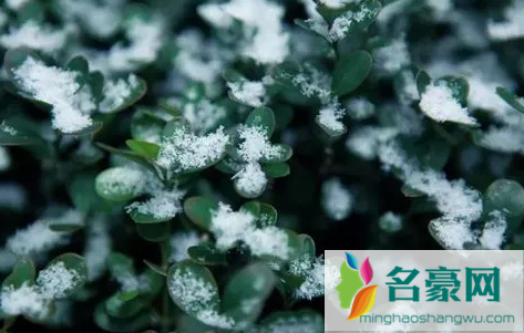 ​小雪节气下雪好还是不下雪好3
