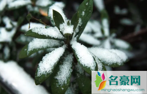 正月里下雪是好兆头吗2