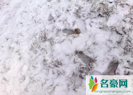 2023年北京1月份有雪吗2