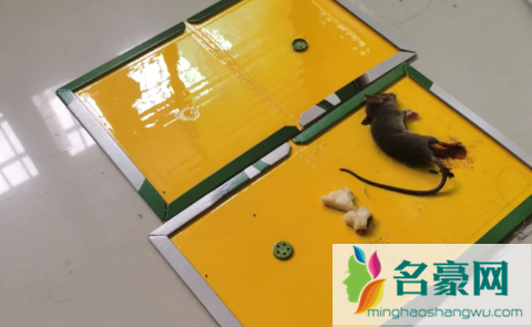 耗子被粘鼠板粘了屋子没事吧3
