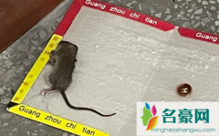 老鼠被粘鼠板粘住为什么会死 老鼠可以挣脱粘鼠板