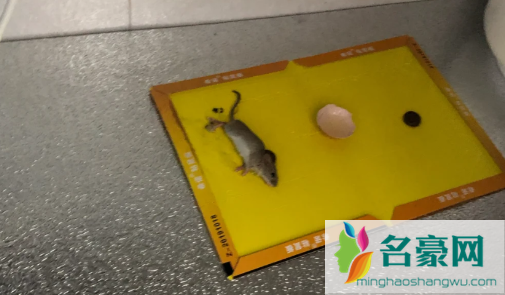 一个粘鼠板能粘几只老鼠2