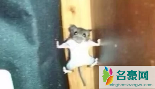 老鼠可以爬墙壁吗2