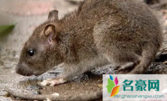 老鼠为什么能绕过粘鼠板 粘鼠板粘住老鼠怎么处理