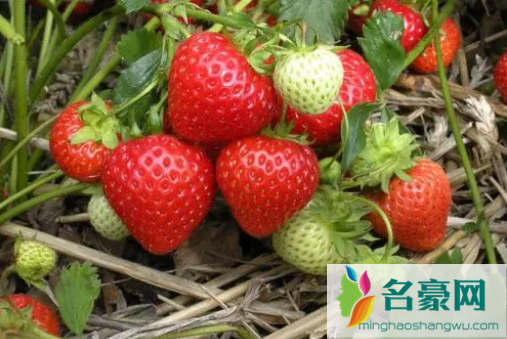 冬天吃草莓是反季节吗3