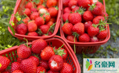 草莓可以冻起来保存吗 草莓怎么保存时间久一点