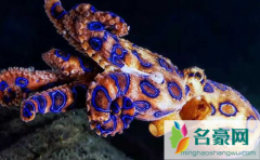 蓝环章鱼熟了还有毒吗 中国有蓝环章鱼分布吗
