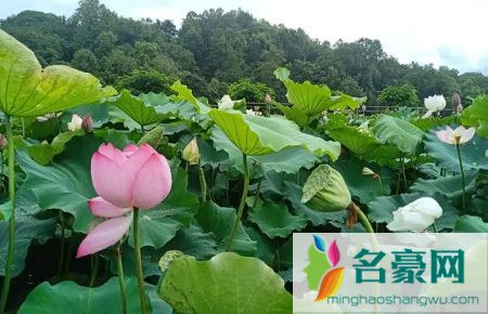 2023上海夏天要热到几月份1