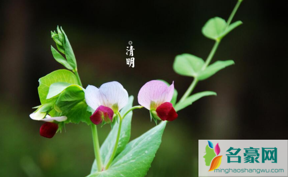 2023年清明节是几月几号星期几2