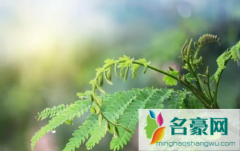 2023年春社是3月21号吗 春社日有几天