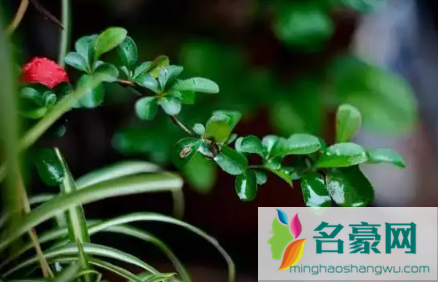2023年梅雨季节是夏季吗3