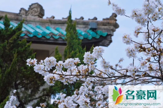 2023年武大看樱花要门票吗1