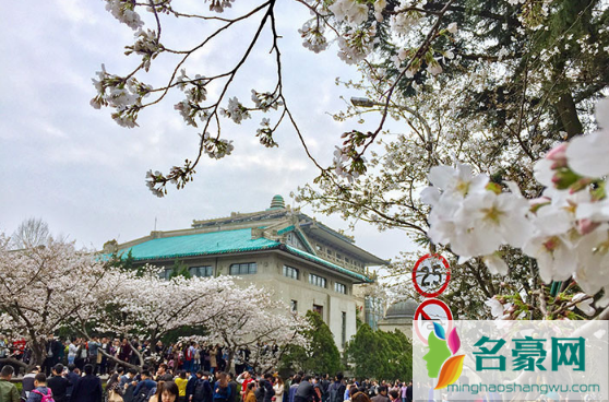 2023年武大看樱花要门票吗2