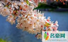 2023年南京清明节还有樱花吗 去南京看樱花最佳时间